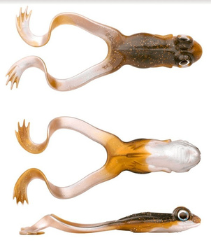 Spro Iris The Frog 12cm 20g Brown Frog