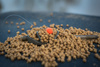 Matrix Przypon MXC-3 4” Bait Band Rigs roz. 14 0.180mm 2.9kg