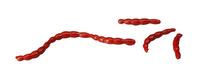 Berkley Gulp! ALive! Bloodworm -Sztuczna ochotka